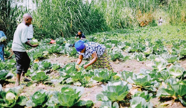 AGRICULTURE ET RENFORCEMENT DES MOYENS DE SUBSISTANCE